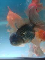 Oranda leeuwekop 3 stuk zie fotos, Dieren en Toebehoren