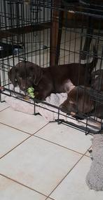 Leuke chocoladebruine labrador pups teefjes ouders aanwezig, België, CDV (hondenziekte), 8 tot 15 weken, Teef