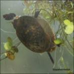 Puntige blaashoornslak, Dieren en Toebehoren, Slak of Weekdier, Zoetwatervis