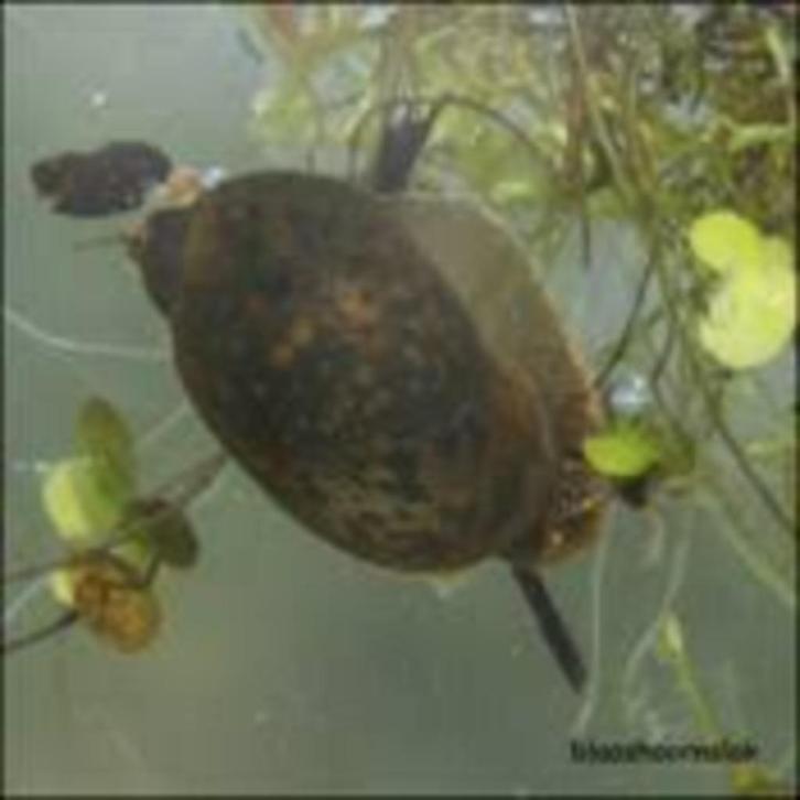 Puntige blaashoornslak, Dieren en Toebehoren, Vissen | Aquariumvissen, Zoetwatervis, Slak of Weekdier