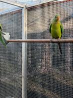 Barabants, Dieren en Toebehoren, Vogels | Parkieten en Papegaaien, Mannelijk, Parkiet, Tam