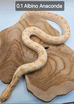 Hognose Albino Anaconda vrouw, Dieren en Toebehoren