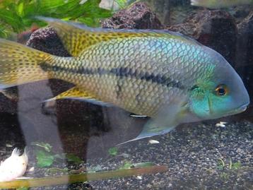 Gele moga man - Hypsophrys nicaraguensis - Zuid-Amerika beschikbaar voor biedingen