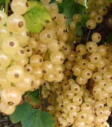 Aalbes struik Wit, Printemps, Enlèvement, Plantes fruitières, Plante fixe