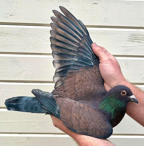Kleurpostduif doffer, Dieren en Toebehoren, Vogels | Duiven, Postduif, Mannelijk
