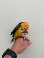 Caique a tete orange male 10 mois, Dieren en Toebehoren, Vogels | Parkieten en Papegaaien, Papegaai