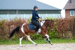 Zeer chique en leuke, lieve allround D pony!!, B, Springpony, 3 tot 6 jaar, D pony (1.37m tot 1.48m)