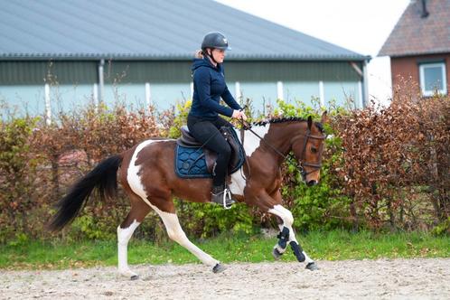 Zeer chique en leuke, lieve allround D pony!!, Dieren en Toebehoren, Pony's, Merrie, B, D pony (1.37m tot 1.48m), Springpony, 3 tot 6 jaar