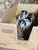 tricolor Jack Russel pups, Dieren en Toebehoren, België, Fokker | Hobbymatig, Overige rassen, CDV (hondenziekte)