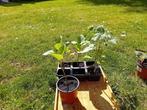 aubergineplanten Kontich, Tuin en Terras, Planten | Tuinplanten, Ophalen, Volle zon, Groenteplanten, Eenjarig