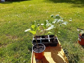 aubergineplanten Kontich beschikbaar voor biedingen