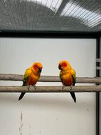 Koppel zonneparkieten, Animaux & Accessoires, Oiseaux | Perruches & Perroquets, Plusieurs animaux, Perruche, Bagué