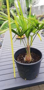 trachycarpus fortunei, Ophalen, In pot
