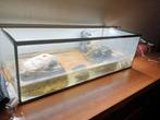 Aquarium met 2 schildpadden, Dieren en Toebehoren, Juli, Geslacht onbekend