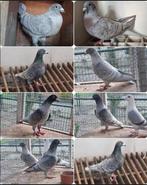 Ik ben op zoek naar kleurpostduiven voor een lage prijs