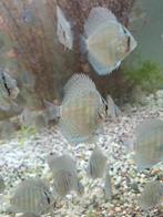 Discus, Dieren en Toebehoren