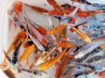 Aa select koi s 10/12 cm, Dieren en Toebehoren
