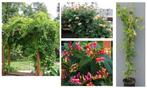 JAPANSE KAMPERFOELIE, IN POT, ZEER MOOIE PLANTEN; 7€/Stuk, Tuin en Terras, Planten | Tuinplanten, Halfschaduw, Zomer, Vaste plant