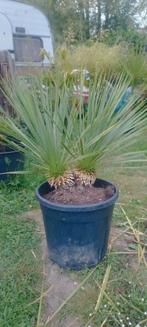 Yucca rostrata à deux têtes (rustique), Jardin & Terrasse, Enlèvement