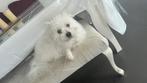 Maltezer kruising Reu 22 maand GERESERVEERD, Dieren en Toebehoren, België, Maltezer, Fokker | Hobbymatig, Reu
