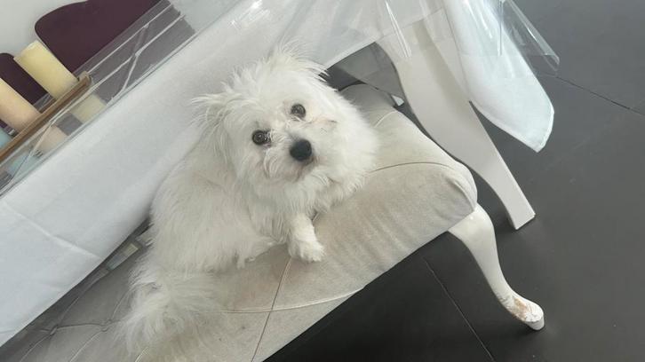 Maltezer kruising Reu 22 maand, Dieren en Toebehoren, Honden | Chihuahua's en Gezelschapshonden, Reu, Maltezer, Fokker | Hobbymatig