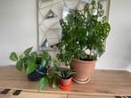 3 plantes, Overige soorten, Minder dan 100 cm, Ophalen of Verzenden, Halfschaduw