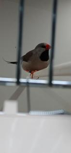 Couple de madines à la queue crachée