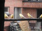 kanaries, Dieren en Toebehoren, Vogels | Kanaries, Zangkanarie