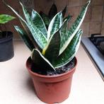 kamerplanten, Maison & Meubles, Plantes d'intérieur, Enlèvement, En pot