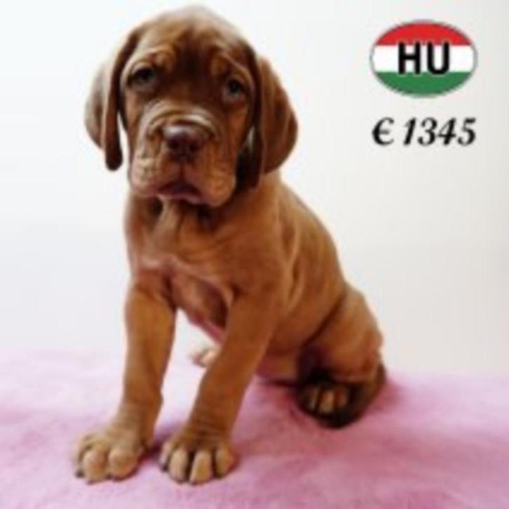 Bordeaux Dog - Robuste teefje te koop, Dieren en Toebehoren, Honden | Bulldogs, Pinschers en Molossers, Teef, Overige rassen, Handelaar