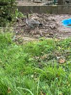 Mane Hans man, Dieren en Toebehoren