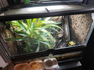 Terrarium à grenouilles empoisonnées., Animaux & Accessoires, Enlèvement, Utilisé, Éclairage