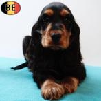 Engelse Cocker pups (choco, black and tan, zwart) te koop, Dieren en Toebehoren, Parvo, België, 8 tot 15 weken, Meerdere