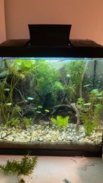 Verschillende aqarium plant stekjes, Dieren en Toebehoren, Ophalen
