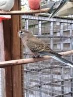 Jonge bourkes man 2025, Dieren en Toebehoren, Mannelijk, Parkiet, Geringd