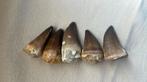 dents de Mosasaurus 2 pour 15 une pour 10 euros, Enlèvement ou Envoi, Fossile