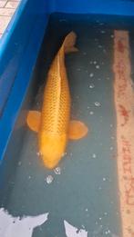 Yamabuki 70cm, Dieren en Toebehoren, Vissen | Vijvervissen