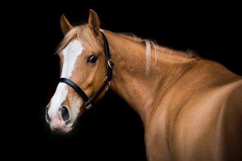 Allround pony, Animaux & Accessoires, Chevaux, Hongre, L, Moins de 160 cm, 7 à 10 ans, Cheval de saut, Avec pedigree, Avec puce électronique