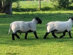 Bélier noir du Suffolk (4 ans), Animaux & Accessoires, Moutons, Chèvres & Cochons