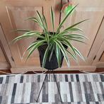 Mooie grote kamerplant Chlorophitum Comosum/ Graslelie, Huis en Inrichting, Kamerplanten, Ophalen of Verzenden, In pot