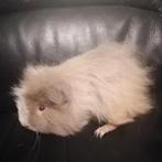 2 Ch teddy beertjes, Animaux & Accessoires, Juin, Mâle