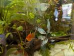 Gratis platys (Mickey mouse), Animaux & Accessoires, Poissons | Poissons d'aquarium, Poisson, Poisson d'eau douce