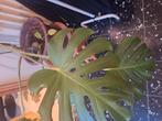monstera, Tuin en Terras, Planten | Tuinplanten, Ophalen