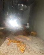 Lot complet – 2 femelles geckos léopard + terrarium, Animaux & Accessoires, Enlèvement