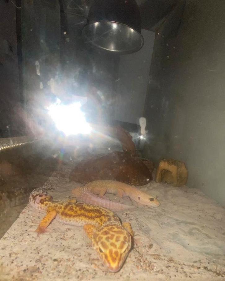 Lot complet – 2 femelles geckos léopard + terrarium, Animaux & Accessoires, Reptiles & Amphibiens | Accessoires, Enlèvement