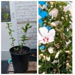 Hibiscus vivaces pour jardin, Tuin en Terras, Planten | Tuinplanten, Ophalen