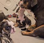 Engelse bulldog, Dieren en Toebehoren, Honden | Bulldogs, Pinschers en Molossers, België, Fokker | Hobbymatig, CDV (hondenziekte)