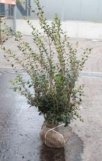 Osmanthus Burkwoodii kluitplanten 60/80  !, Tuin en Terras, Ophalen