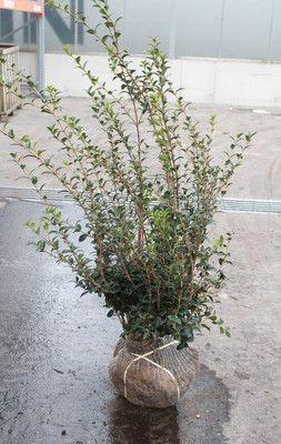 Osmanthus Burkwoodii kluitplanten 60/80  !, Tuin en Terras, Planten | Struiken en Hagen, Ophalen