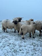 Ram 5 maand Walliser Schwarznase te koop, Mannelijk, Schaap, 0 tot 2 jaar